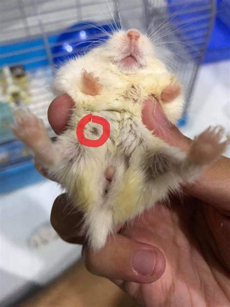 hamster penis|Identifying Gender — Hamster Society (Singapore)